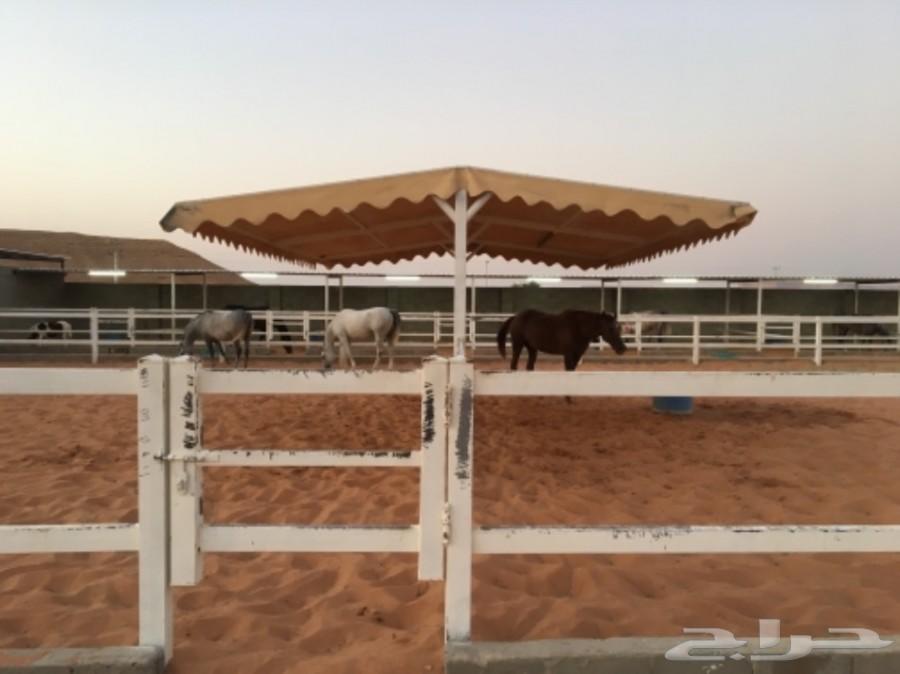 اسطبل خيل للايواء الشهري في المزاحمية