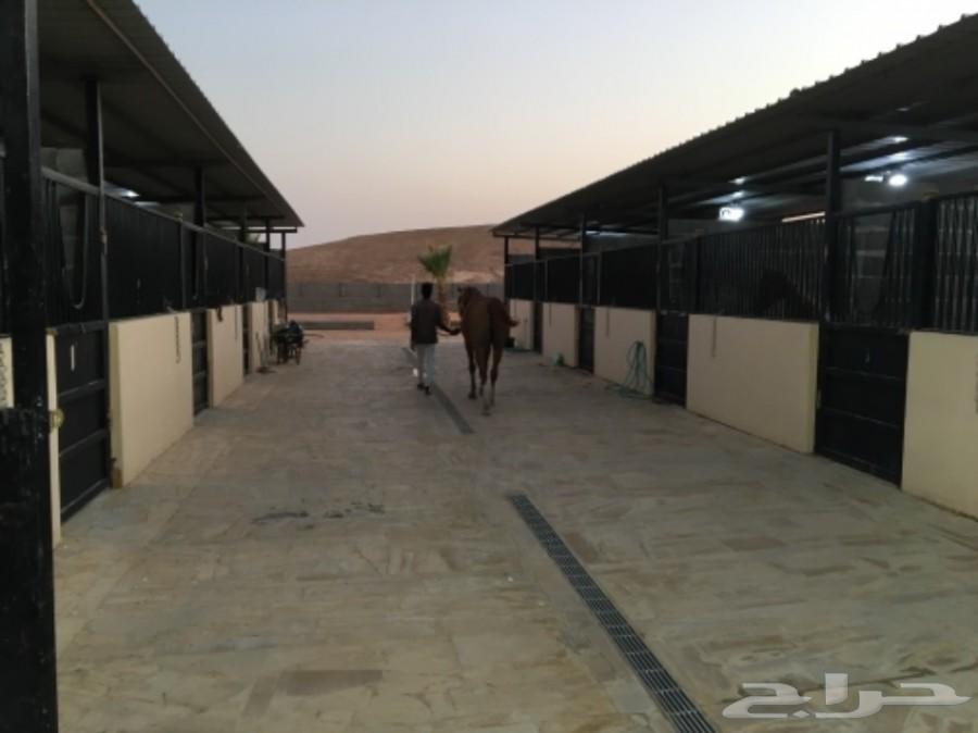 اسطبل خيل للايواء الشهري في المزاحمية
