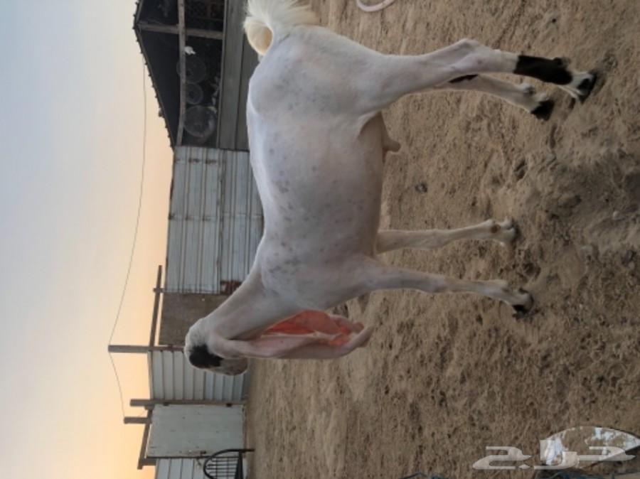 مشروع فحل حجازي ( هولندي )