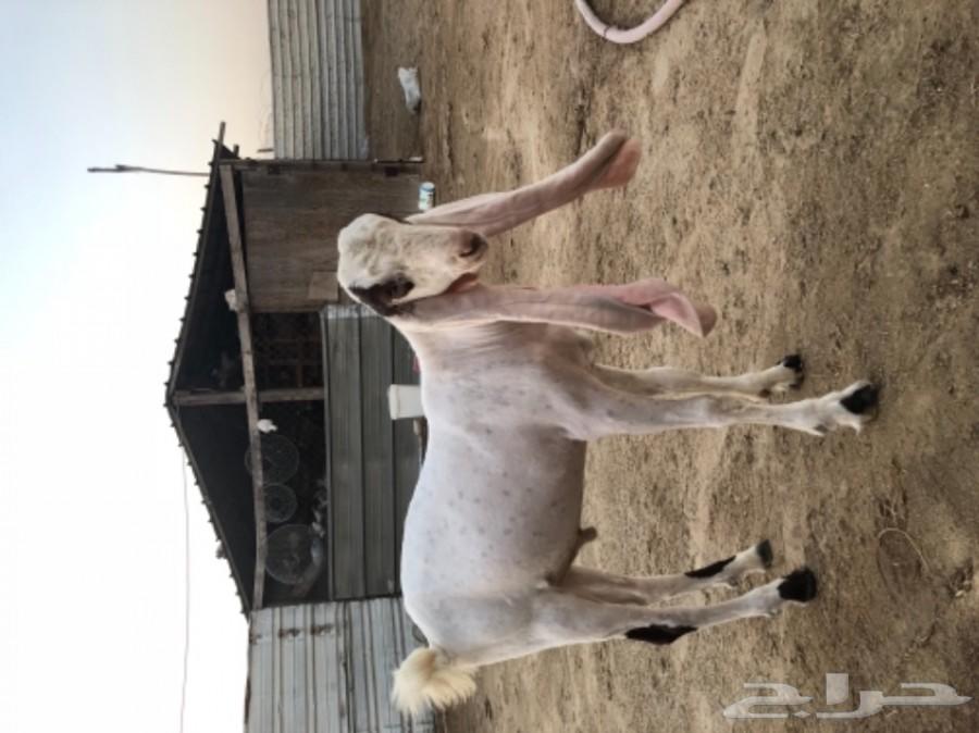 مشروع فحل حجازي ( هولندي )
