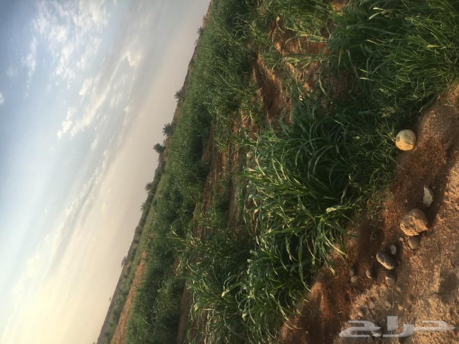 مزارع للبيع والايجاز