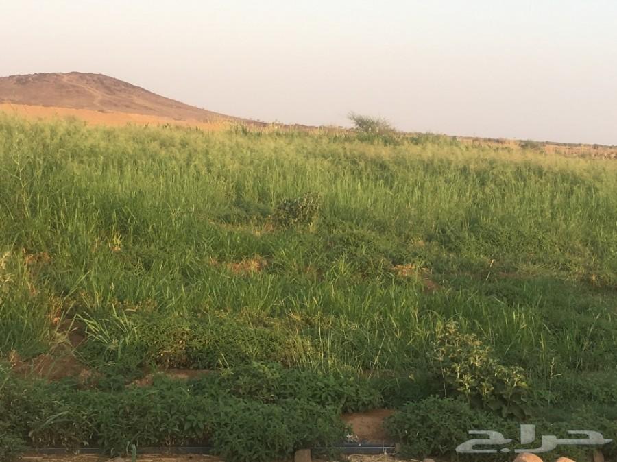 مزارع للبيع والايجاز