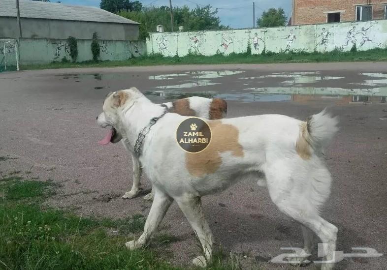 للبيع الابي Alabai