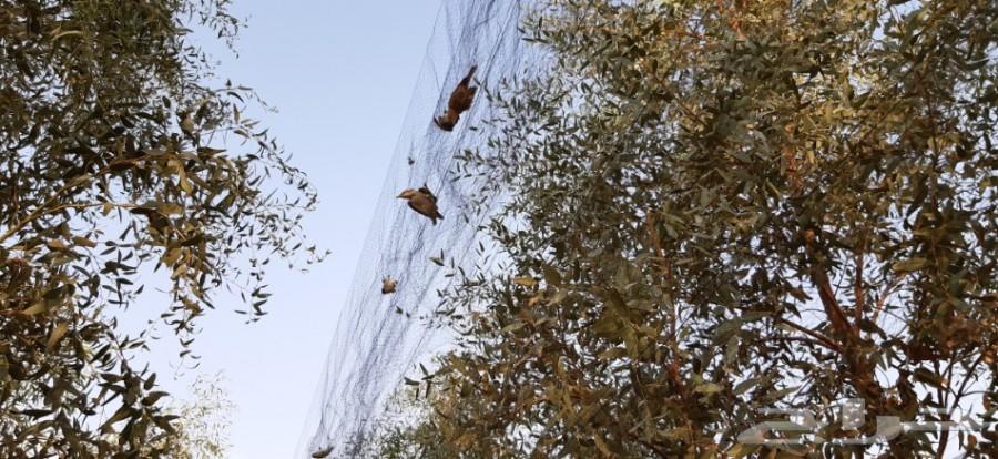 الذيبيه .لعشاق الصيد