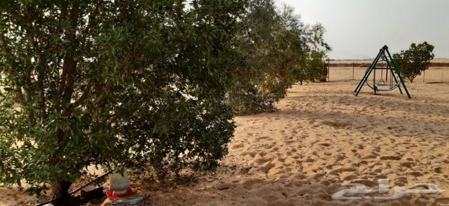 الذيبيه .لعشاق الصيد