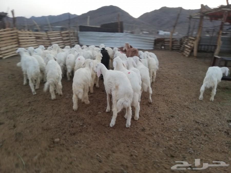 طليان فيها 3 رخال