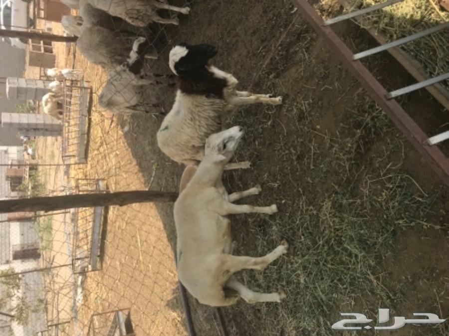 اثنين فران ذبايح ممتازه