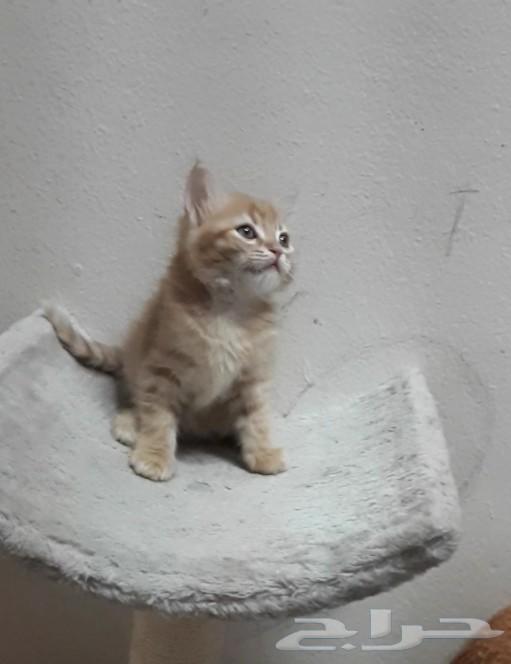 قطة صغيرة شيرازي انثى كاليكو