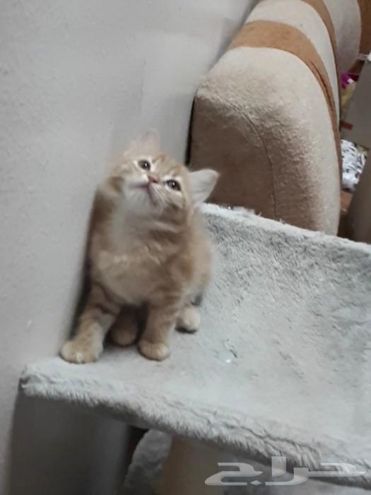 قطة صغيرة شيرازي انثى كاليكو