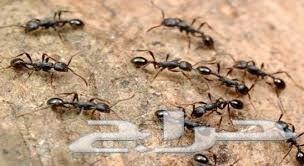 مكافحة حشرات مكافحة صراصير نمل فئران وزغ