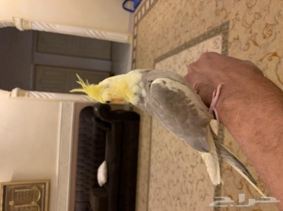 فروخ كروان و روز