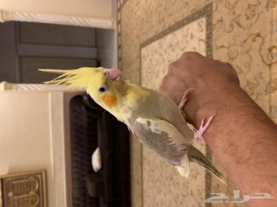 فروخ كروان و روز