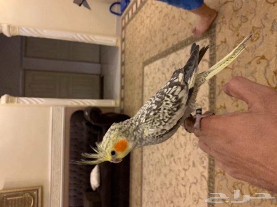 فروخ كروان و روز