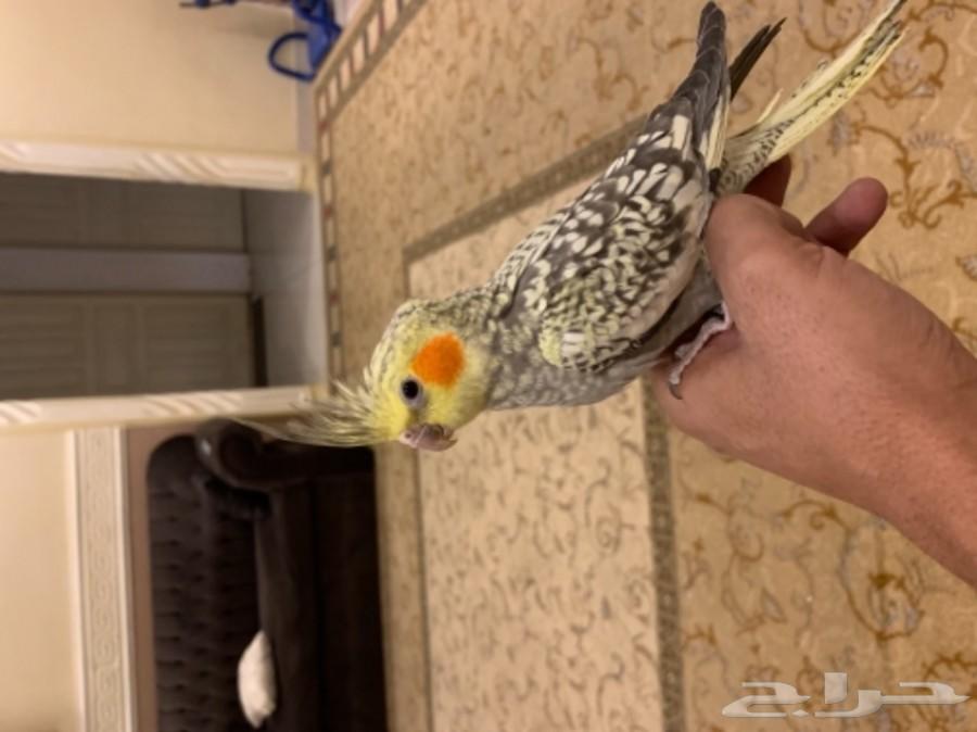 فروخ كروان و روز