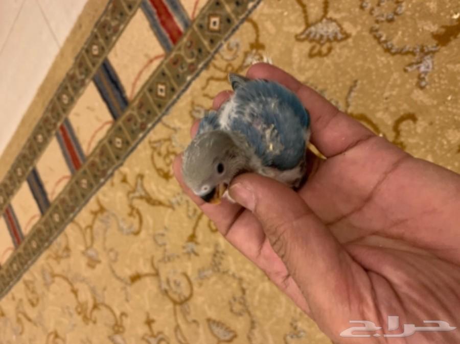 فروخ كروان و روز