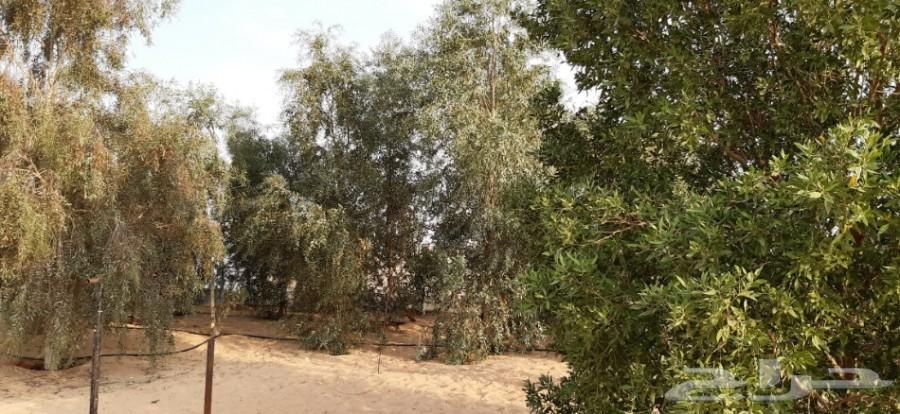 الذيبيه لعشاق الصيد.استراحة
