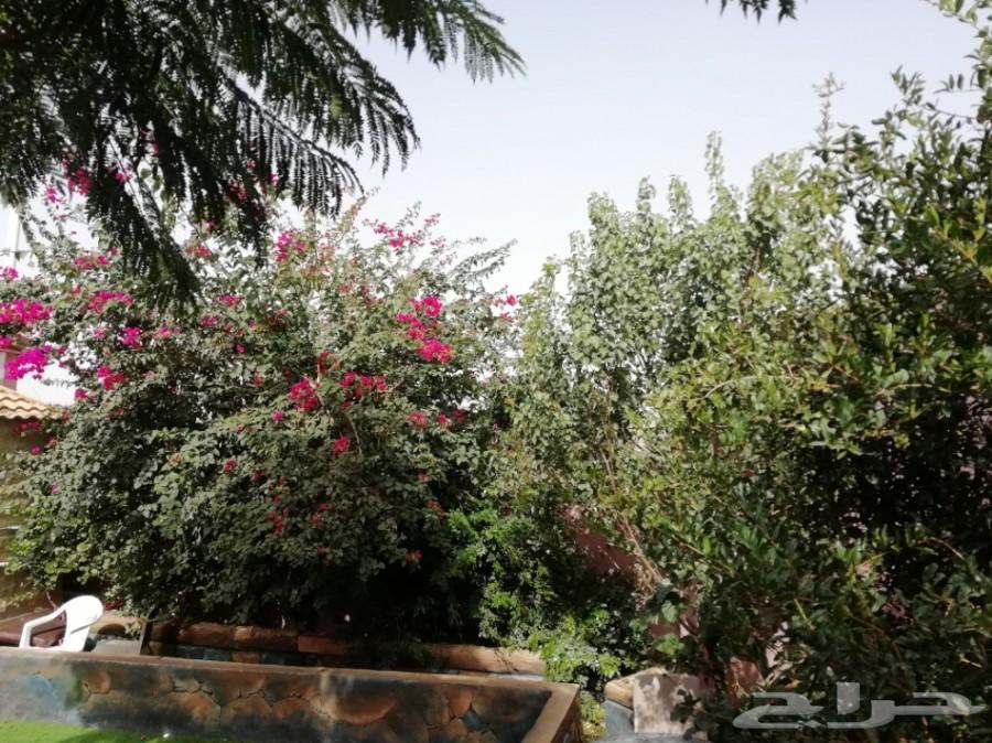 استراحة للايجار مسبح سخانات ملعب صابوني مجانا