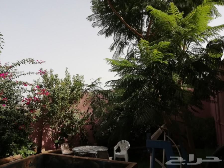 استراحة للايجار مسبح سخانات ملعب صابوني مجانا
