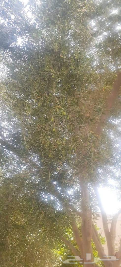 مشاتل للبيع بمزعة العودة