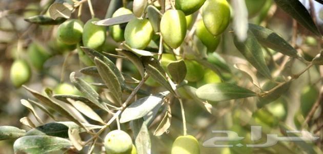 مشاتل للبيع بمزعة العودة
