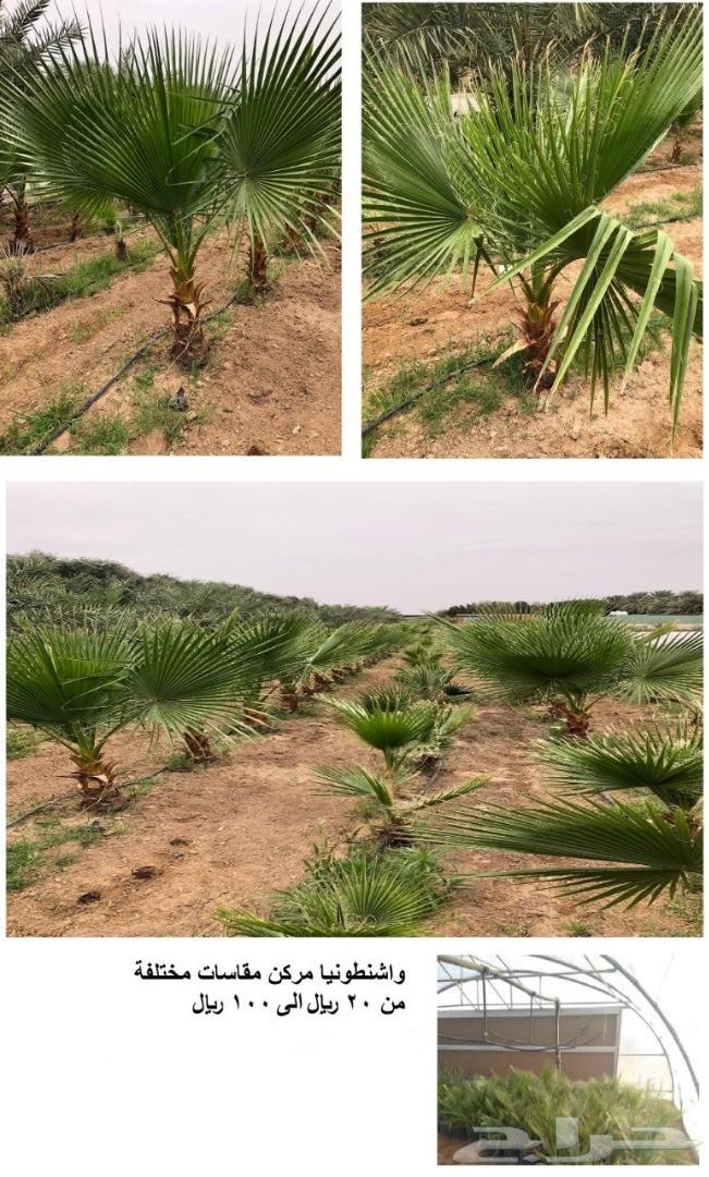 مشاتل للبيع بمزعة العودة