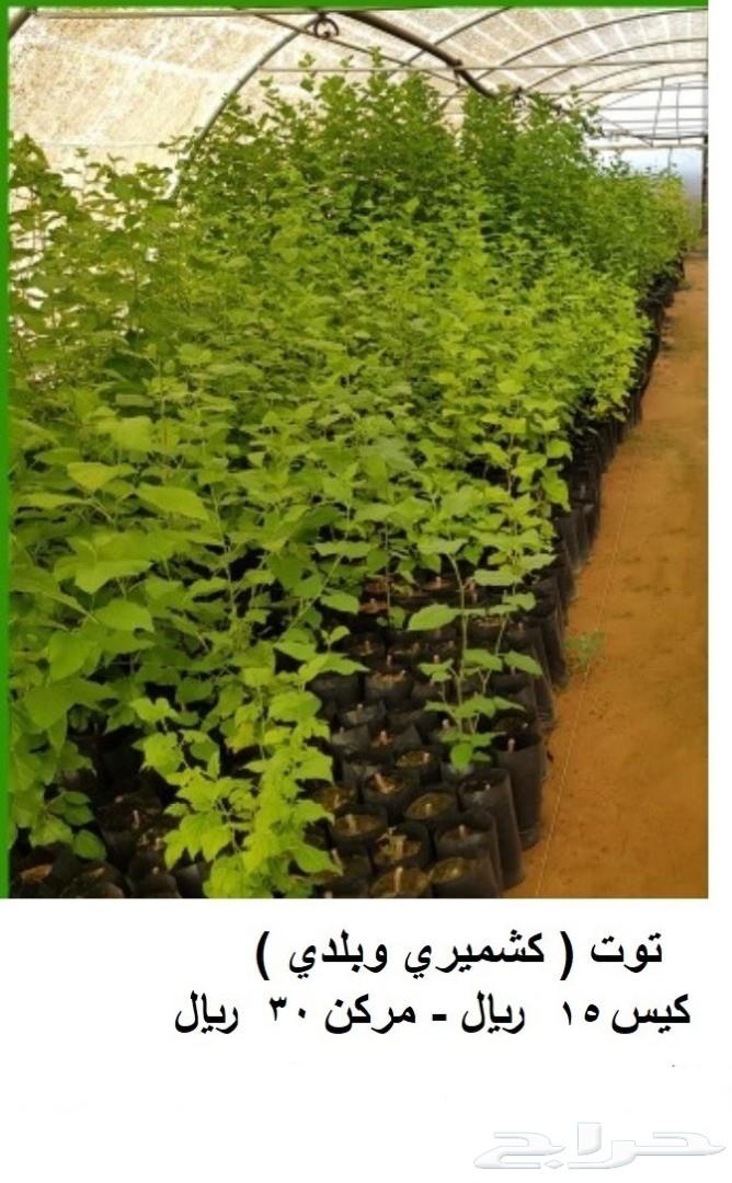 مشاتل للبيع بمزعة العودة