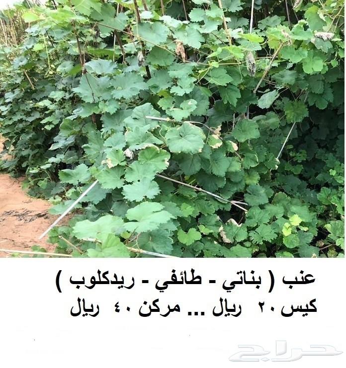 مشاتل للبيع بمزعة العودة