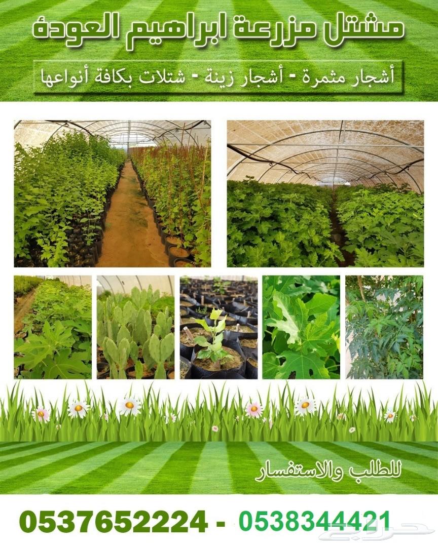 مشاتل للبيع بمزعة العودة