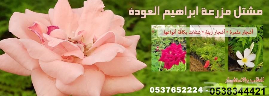 مشاتل للبيع بمزعة العودة