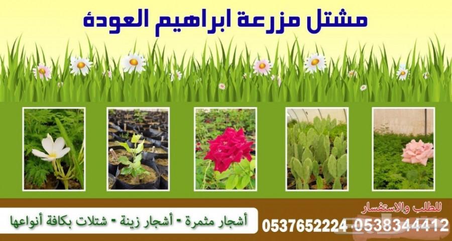 مشاتل للبيع بمزعة العودة