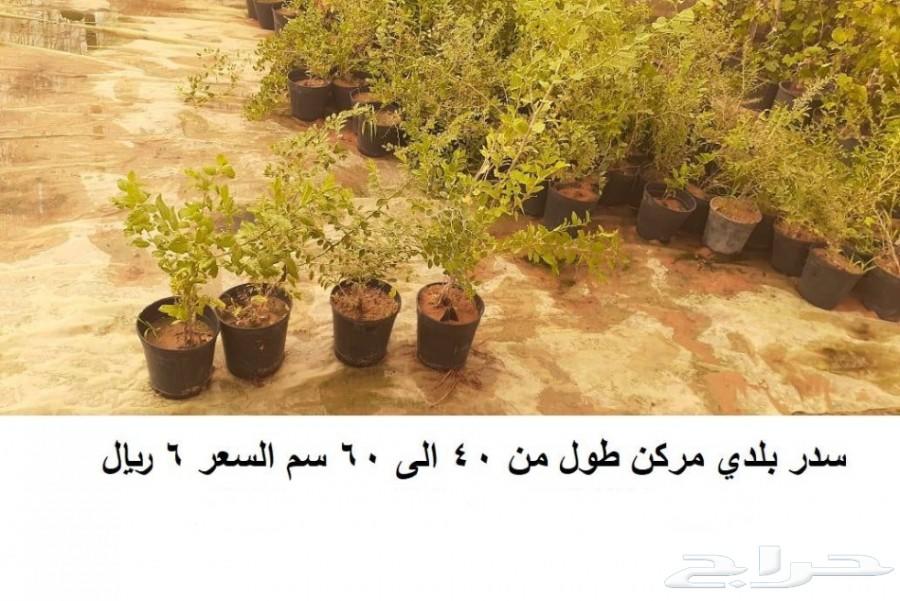 مشاتل للبيع بمزعة العودة