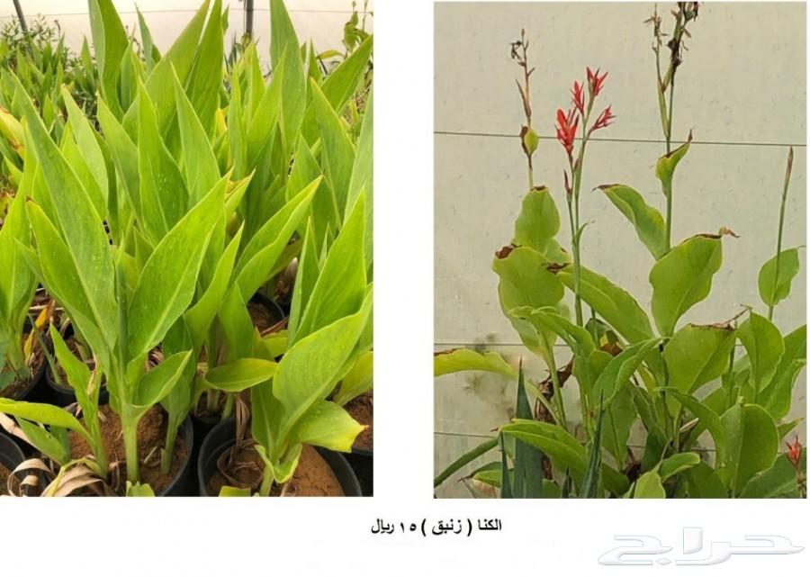 مشاتل للبيع بمزعة العودة