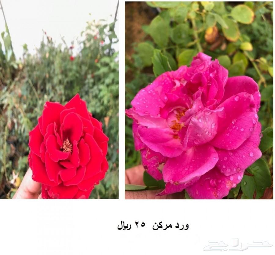 مشاتل للبيع بمزعة العودة