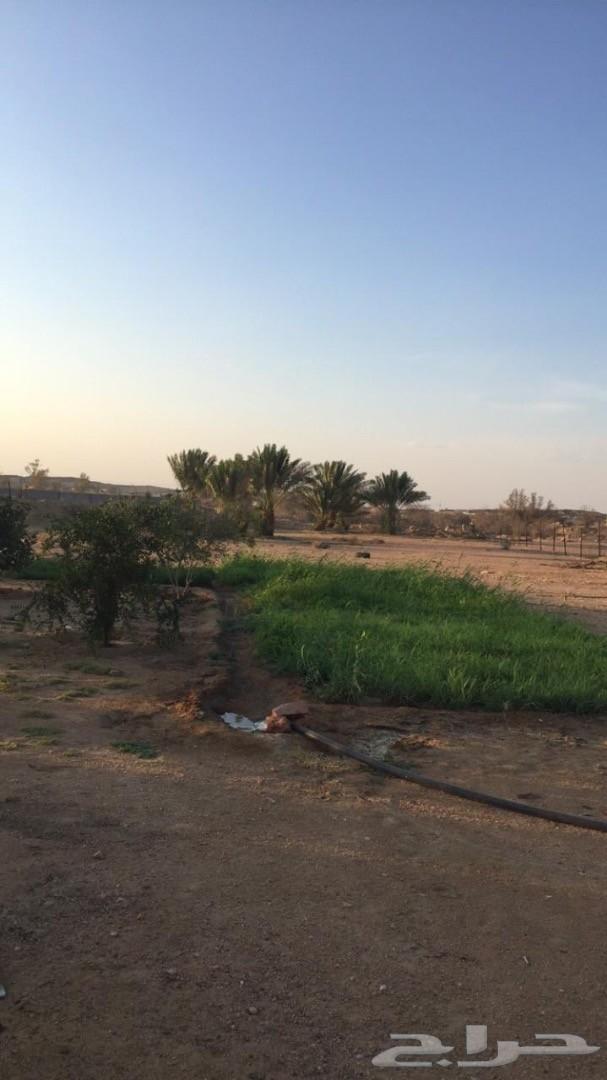 مزرعة للبيع السيل الصغير