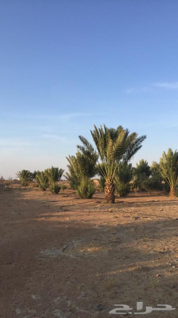 مزرعة للبيع السيل الصغير