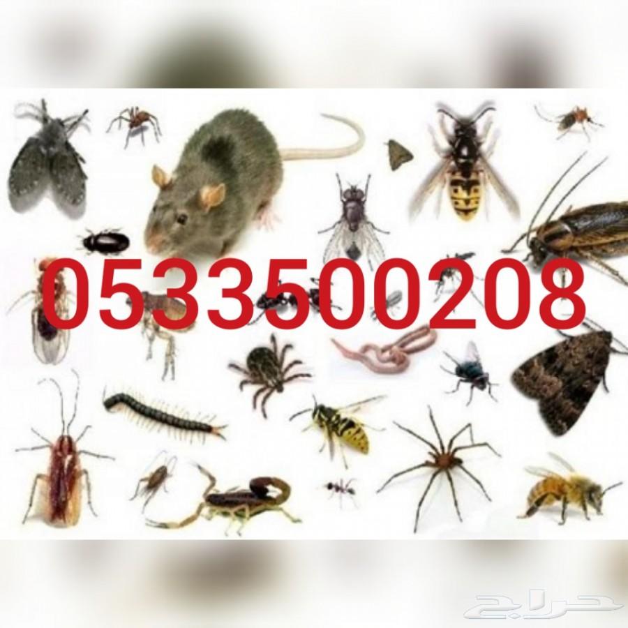 شركة رش مبيدات رش مبيد حشري مكافحة حشرات بيوت