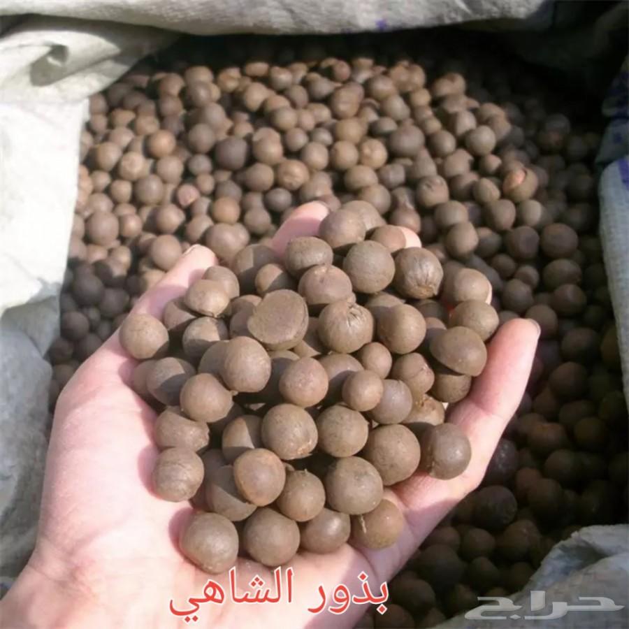 بذور شاهي وبذور منوعه