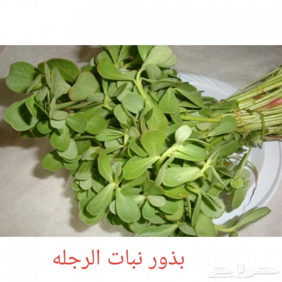بذور شاهي وبذور منوعه