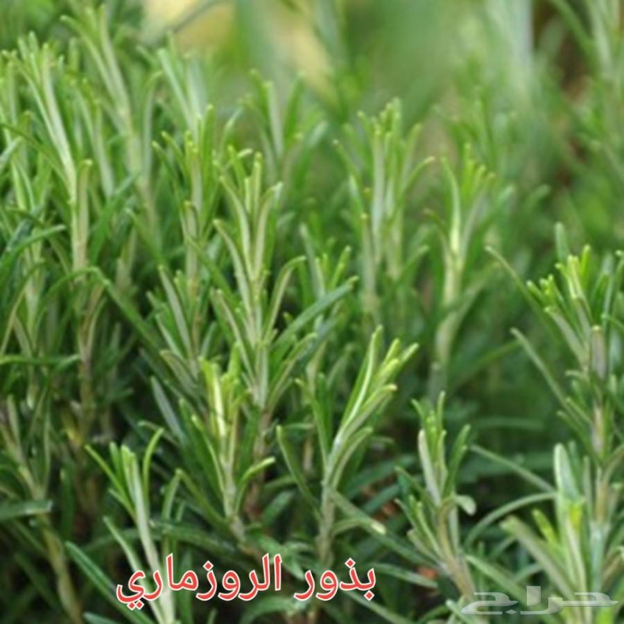 بذور شاهي وبذور منوعه