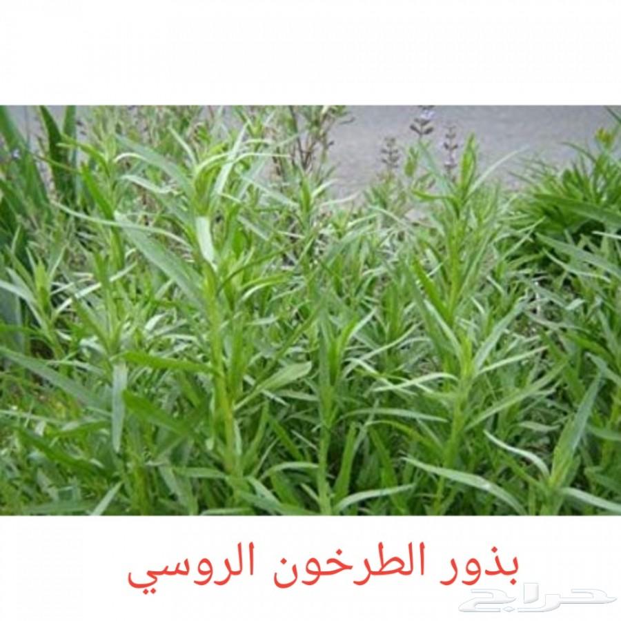 بذور شاهي وبذور منوعه