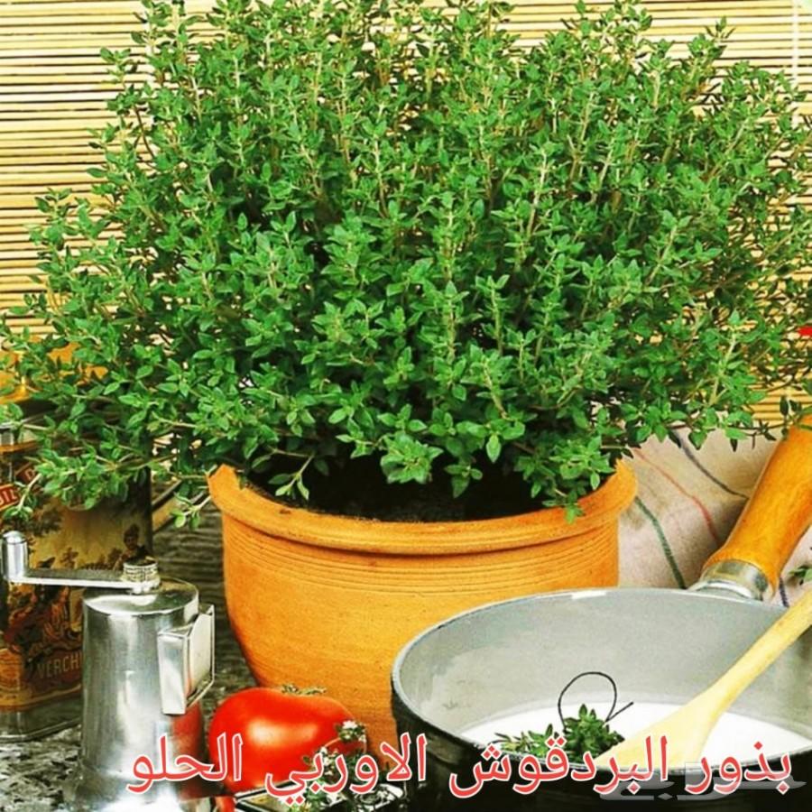 بذور شاهي وبذور منوعه
