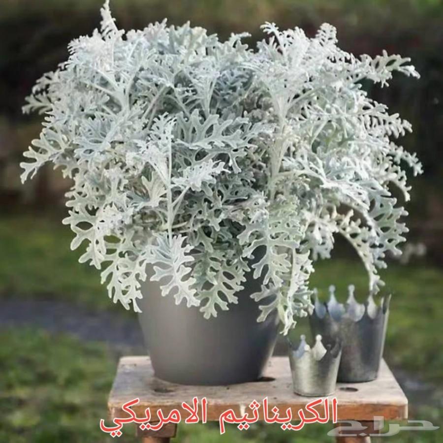 بذور شاهي وبذور منوعه