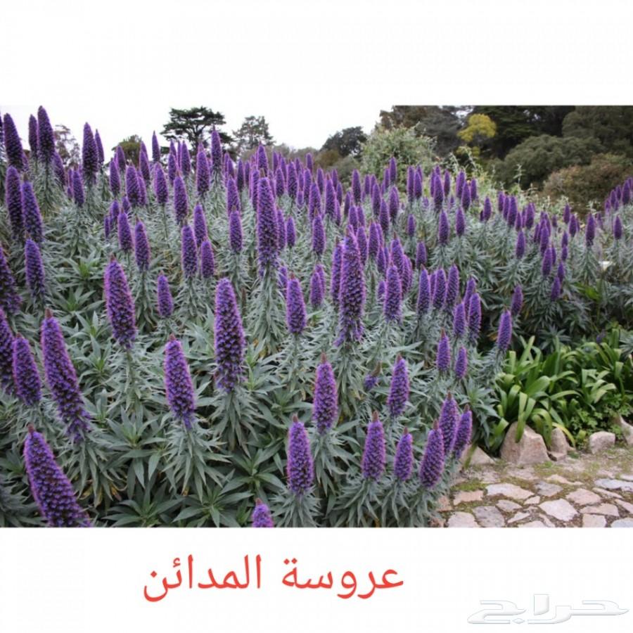 بذور شاهي وبذور منوعه
