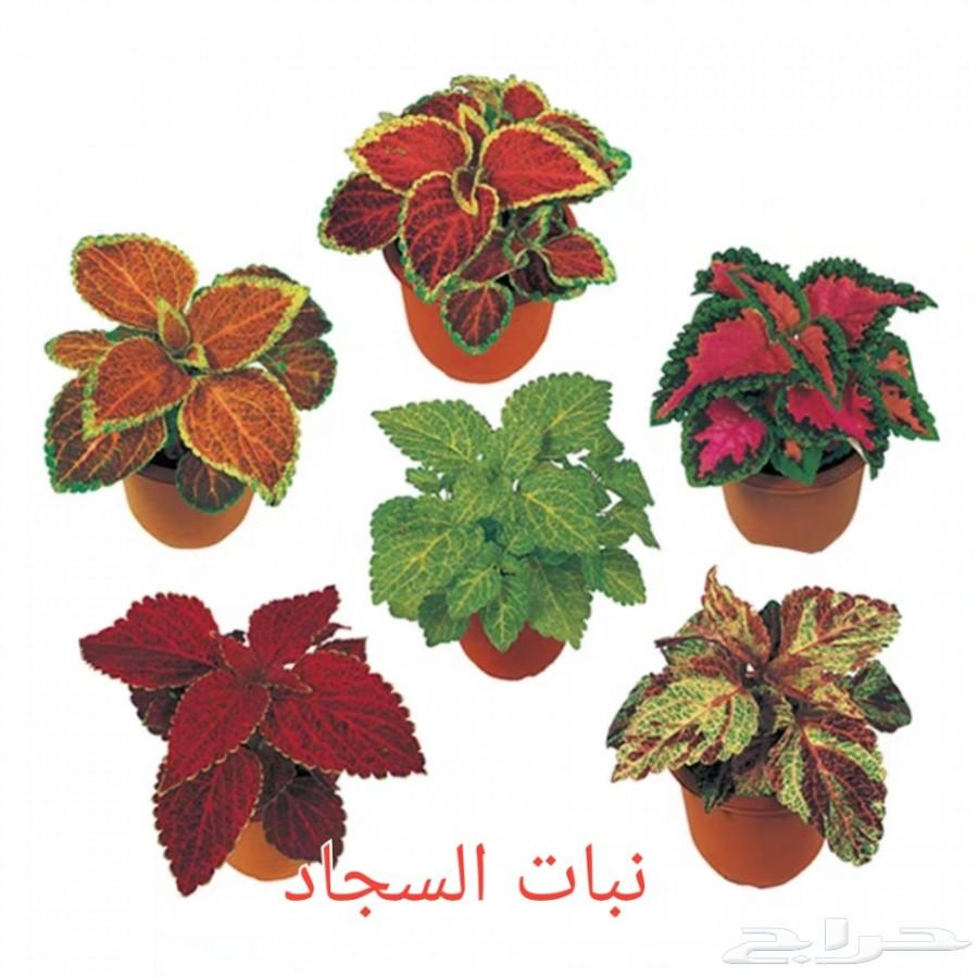 بذور شاهي وبذور منوعه