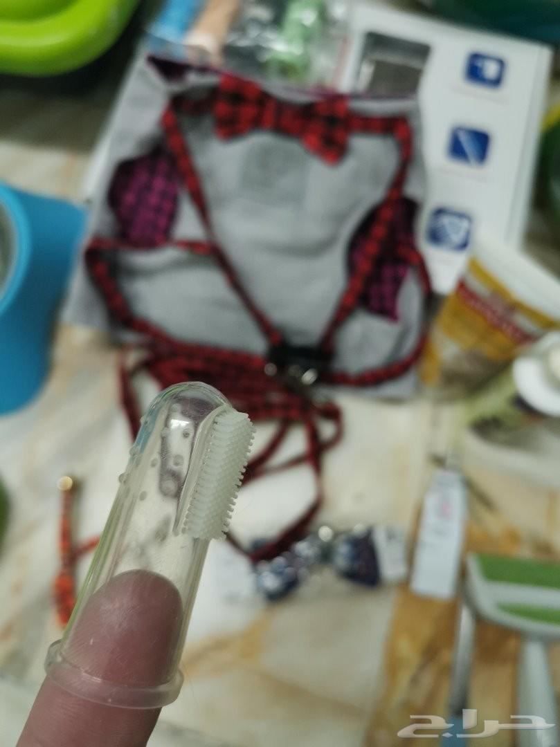 قط شيرازي ذكر وانثى مع كامل المستلزمات للبيع