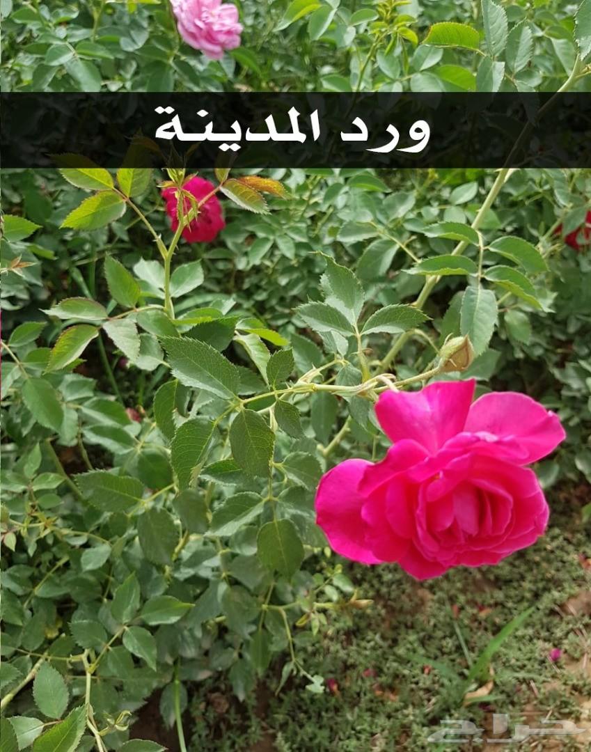 شتلات زراعية .. تبدأ ب1.75 ريال