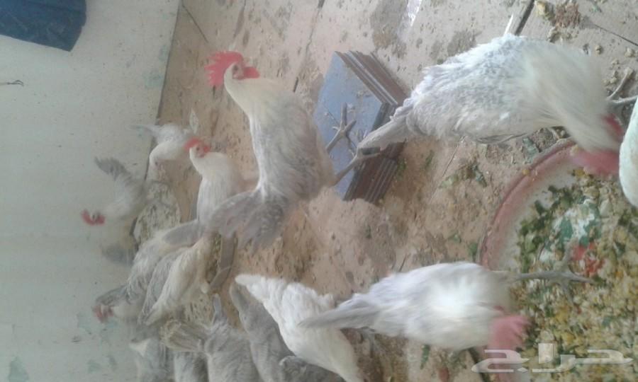 عشرة ديوك فيومي المنيوم سلاله نقيه