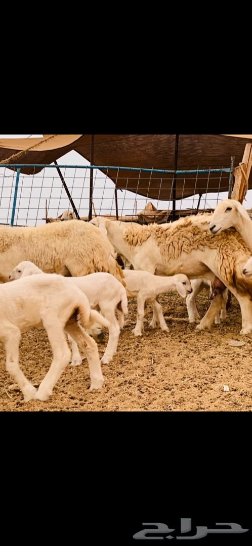 غنم حريات صنف متابيع 53 معاها 55 تم البيع