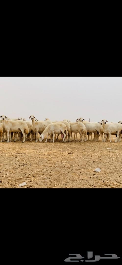 غنم حريات صنف متابيع 53 معاها 55 تم البيع