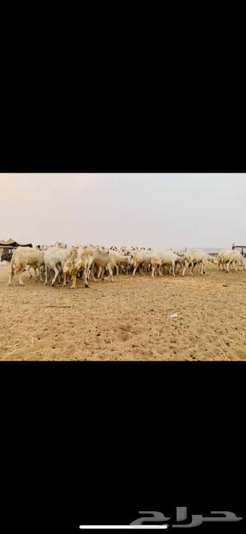 غنم حريات صنف متابيع 53 معاها 55 تم البيع